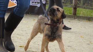 Mouse  Border Terrier  3 Weeks Residential Dog Training [upl. by Goebel]