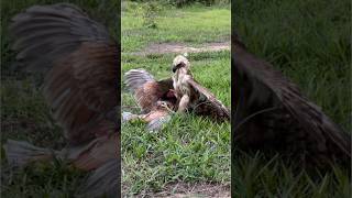 Speed and flexible skills of Changeable Hawk Eagle hunt birds of prey on the ground amazing eagle [upl. by Ledda805]