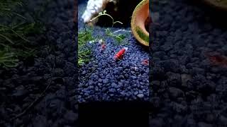 Ces petites crevettes sont très rouges🦐 aquarium [upl. by Marquis]