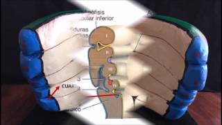 PARTE 2 EMBRIOLOGIA DE BOLSAS Y HENDIDURAS FARINGEAS [upl. by Stouffer]