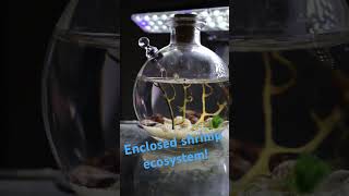 Enclosed shrimp ecosystem Buy with link in bio ♥️ shrimp shrimptank ecosystem aquarium [upl. by Maggs]