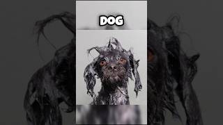 ANIMALS THAT LOOK SCARY WHEN THEYRE WET facts youtubeshorts shortsfeed shortsvideo [upl. by Zitella176]