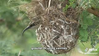 Evolution of NestBuilding Behavior in Birds [upl. by Rodenhouse]