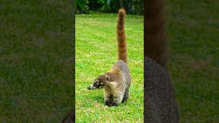 🇺🇸 Whitenosed Coati Nasua narica in Procyonid Family Procyonidae  Observed in Description [upl. by Coltson]