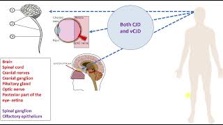 CreutzfeldtJakob disease CJD [upl. by Aicemed993]