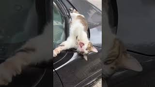 Cute…🐈🥰🐈funny foryou cutecat shortvideo cat cute funnyvideo [upl. by Leotie]