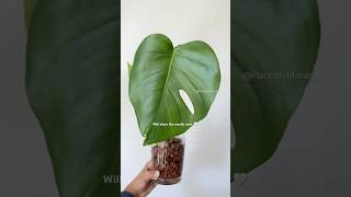 Monstera Propagation  PART 2 Leca propagation plantcare plantpropagation plantgrowth [upl. by Enenaej]