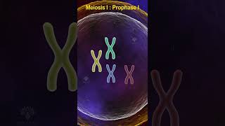 Prophase 1 meiosis  meiosis cell division shorts shortsvideo [upl. by Pontus]