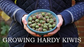 Growing hardy kiwis [upl. by Jansen]