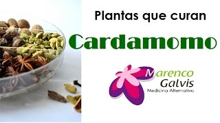 Plantas que curan Cardamomo Propiedades y Beneficios Medicina Alternativa [upl. by Goles]