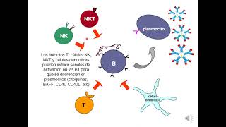 7 Linfocitos B Otros Linfocitos B LB1 LBZM [upl. by Sucramal]