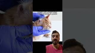 Seu gato se coça muito  dog pets cachorro filhote dermatite pets pet [upl. by Adnema586]