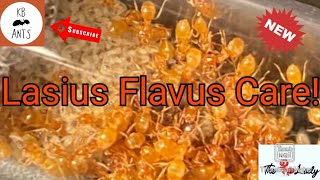 Lasius Flavus Care yellow meadow ant [upl. by Dulcia474]