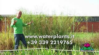 Cyperus Giganteus giant hardy papyrus new variety for your pond Frost and ice tolerant [upl. by Perloff]