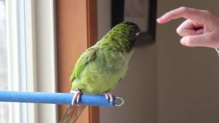 Kiwi the Blue Crown Conure Talking [upl. by Adnesor]