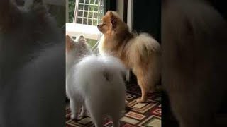 pomeranian dog barking Sounds  Barking outdoor Pomeranian [upl. by Rojam567]