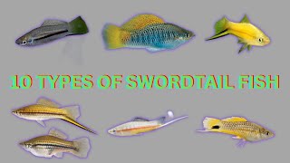 10 Types of Swordtail Fish [upl. by Hirz]