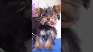 A cute Yorkshire Terrier puppy First grooming ✂️❤️🐶 So cute [upl. by Zirtaeb]