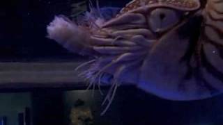 Behind the Scenes Chambered Nautilus Feeding  California Academy of Sciences [upl. by Sylvanus]