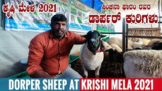 DORPER SHEEP from Sinchanaa Farms at Krishi Mela 2021 Bangalore Karnataka  Everything About Dorper [upl. by Annovoj]