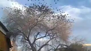 Pájaros caen muertos en el centro de Chihuahua220218 [upl. by Abigael]