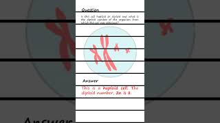 Differentiating Haploid and Diploid cells Q amp A biology genetics [upl. by Nahtal]