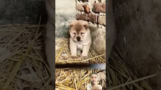 dog puppy shiba pets cutedog animals doglife funny [upl. by Corin534]