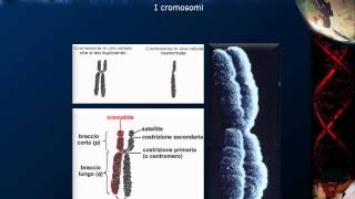 Citologia  Lezione 16 DNA e cromosomi [upl. by Hinda]