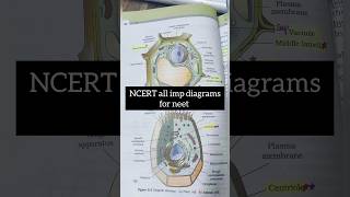 NCERT DIAGRAMS for Neet 2025💯🔥neetpw shortsbiologystudyhowtoaspirantsytshortsviral [upl. by Eniawtna]