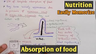 Absorption of food in small intestine  Villi  Class 11 Biology [upl. by Herrington]