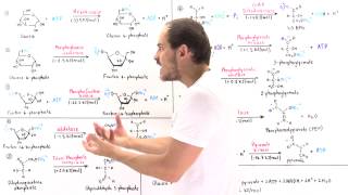 Overview of Glycolysis [upl. by Renita83]