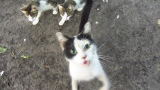 Cat is so hungry that meow very loudly [upl. by Giulio530]