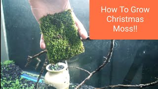 How To Grow Christmas Moss Vesicularia Montagnei [upl. by Sara-Ann848]