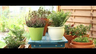 Vegetable Container Gardening For Beginners and Garden Tour [upl. by Geis]