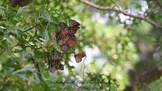 MONARCH Danaus plexippus resting during migration [upl. by Yeslaehc]