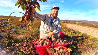 A fun day on the Vegetable Farm [upl. by Anital407]