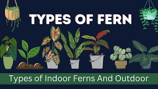 Types Of Ferns With Pictures And Names In English Vocabulary  Indoor Ferns  Outdoor Ferns [upl. by Junno]