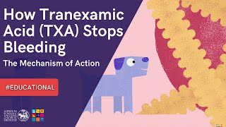 INFORMATIVE 💡 How Tranexamic Acid TXA Stops Bleeding The Mechanism of Action [upl. by Drehcir]