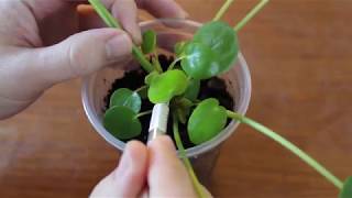 Pilea Peperomioides Pup Pruning ComPILEAtion [upl. by Sev]