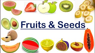 Fruits and Seeds  Seeds of fruits  video for kids  One seed  Multiple seed and no seed fruits [upl. by Ettelrahc]