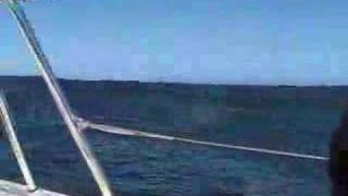 Sailing around the Farallon Islands [upl. by Otrebtuc]