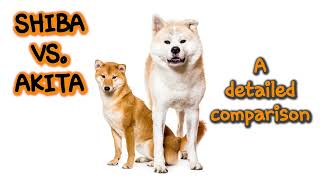 Differences between Shiba and Akita A Detailed Comparison [upl. by Aniez]