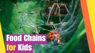 Food Chains for Kids  Science Grades 3 to 8 Learn About Food Chains in the Ecosystem [upl. by Eerhs]