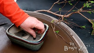 Repotting My Guava Tree The Bonsai Zone Feb 2024 [upl. by Aieken]