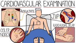 The Cardiovascular System Examination [upl. by Leemaj689]