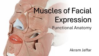 Muscles of Facial Expression  Functional Anatomy [upl. by Mulligan160]