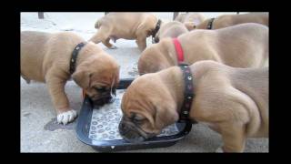 French Boxer Puppies First meal at 3 12 weeks [upl. by Gnep544]