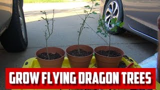 Growing Flying Dragon Orange for Citrus Rootstock [upl. by Aitnahs]