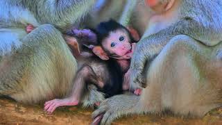 The adorable baby monkey is feeling agitated and shouting loudly [upl. by Luba]