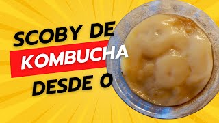 CÓMO HACER UN SCOBY DE KOMBUCHA DESDE CERO  ¡CREA TU SCOBY PASO A PASO  ¿ES PELIGROSO [upl. by Daile]